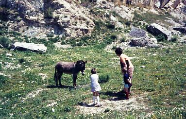 Bei einen Spaziergang entdecken die Kinder einen Esel.  
